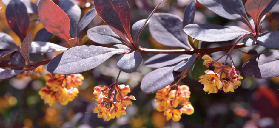 Leaves on a Bush